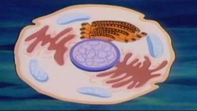 Το Ανθρώπινο Σώμα – E01 Η προέλευση της ζωής