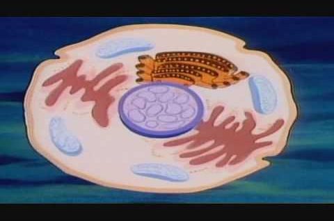 Το Ανθρώπινο Σώμα – E01 Η προέλευση της ζωής