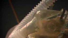 Φρουτοπία Ε28